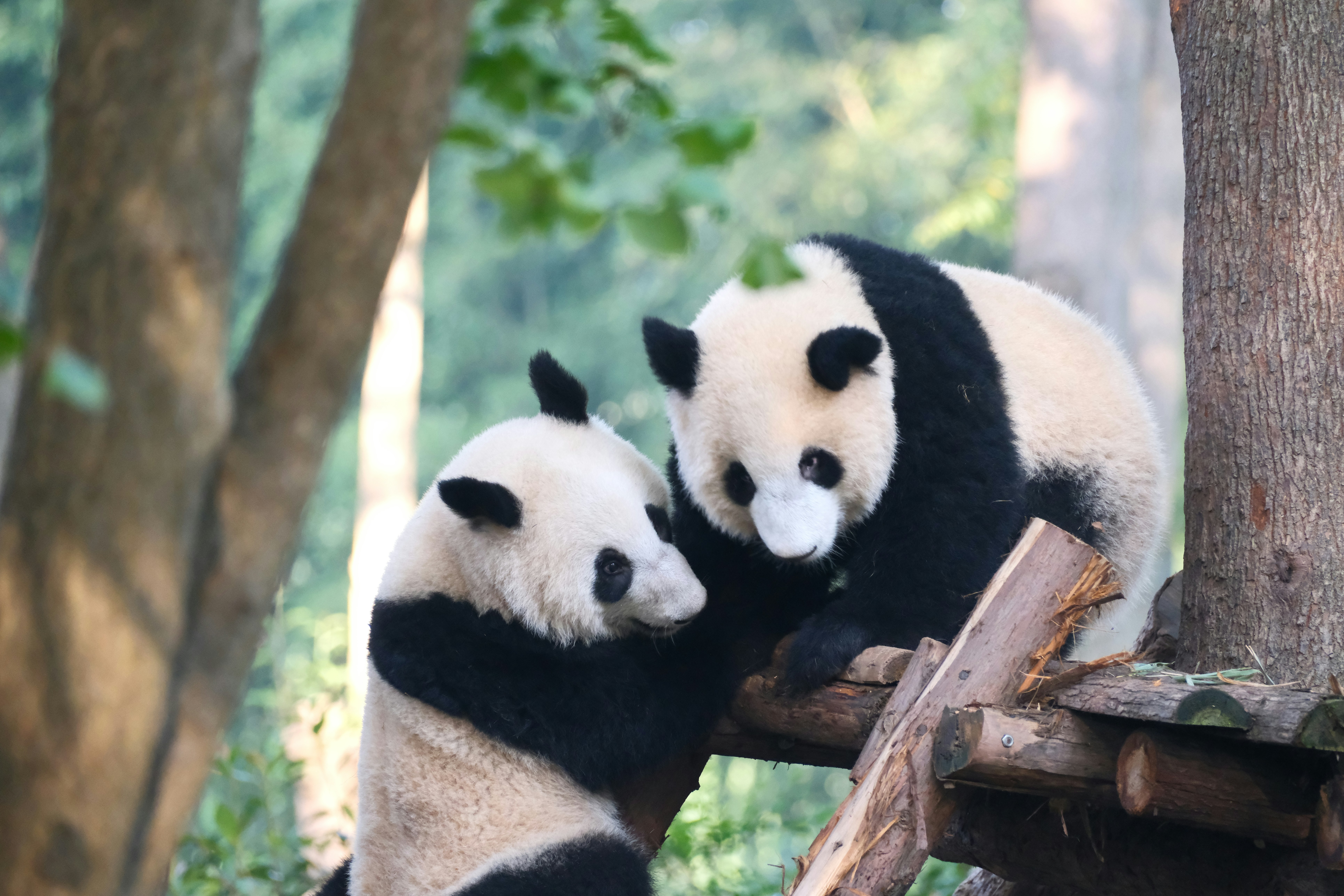 Chengdu in 3 Days: Where Life Slows to Stay